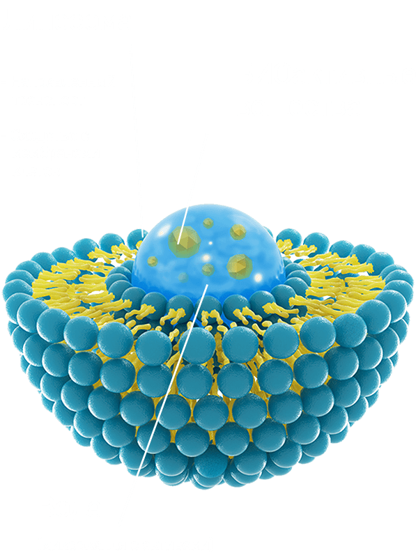 РЕАБИТИЛ - липосома